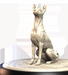 Basenji  (2)